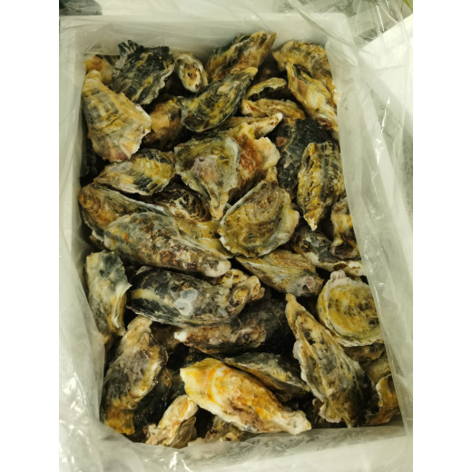 One Dozen Murotsu Oysters Sashimi Grade (M Size)